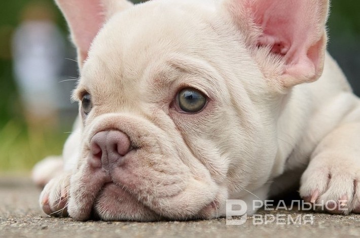 Пять собак в день с одним симптомом: что заставило паниковать казанских собачников - «Медицина»