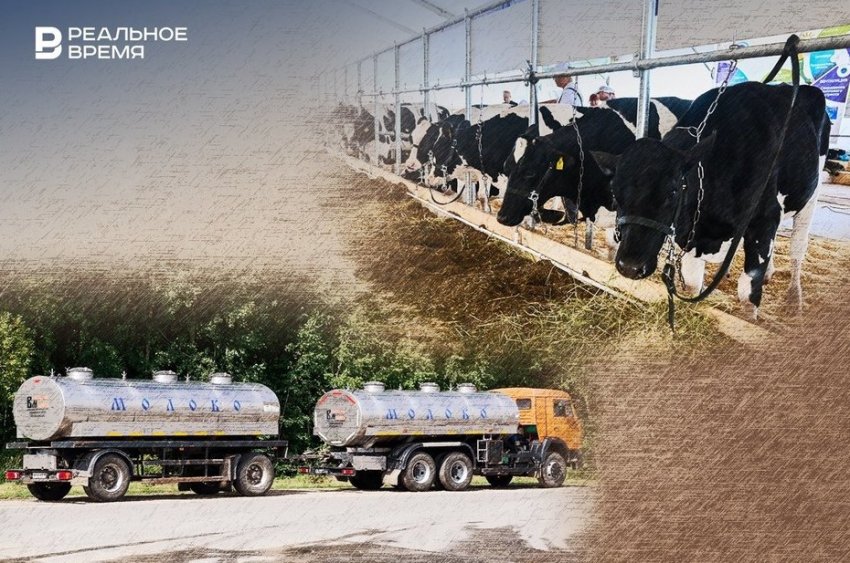 Молоко без коров: в Татарстане вновь сокращается дойное стадо - «Власть»