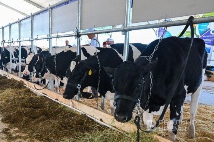 Молоко без коров: в Татарстане вновь сокращается дойное стадо - «Власть»