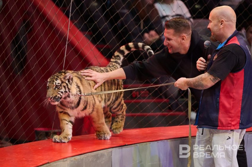 Карина Багдасарова: «Мы не раскрываем секрета, что они большие страшные кошки» - «Культура»