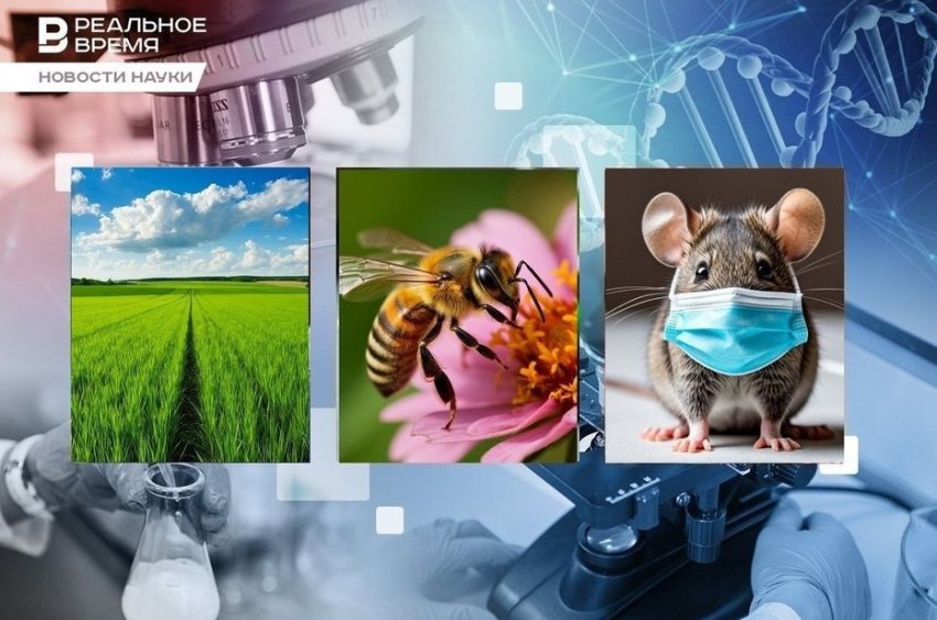 Пчелиная навигация, универсальная вакцина, запахи разных болезней - «Медицина»