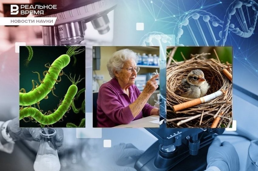 Окурки в птичьих гнездах, маркер биологического возраста, новый антибиотик против хеликобактера - «Медицина»