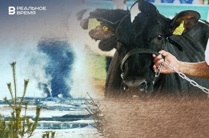 Пастереллез у ворот - «Происшествия»