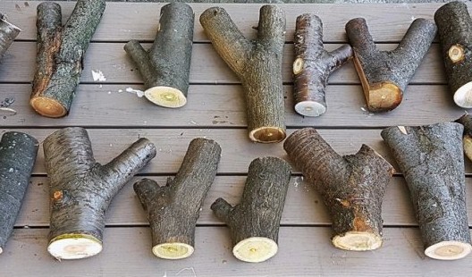 Древесные развилки и сучки являются эффективным строительным материалом - «Выбор Инноваций»